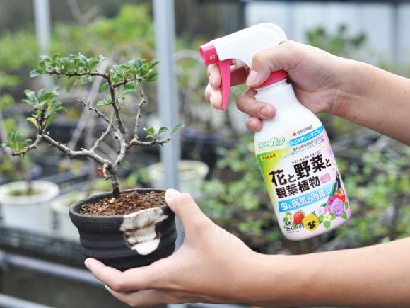 殺虫殺菌剤】ベニカグリーンVスプレーを販売｜盆栽妙 – 盆栽妙 本店