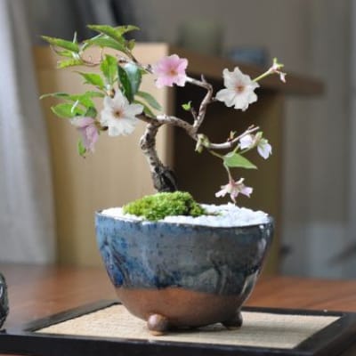 十月桜 生子信楽鉢