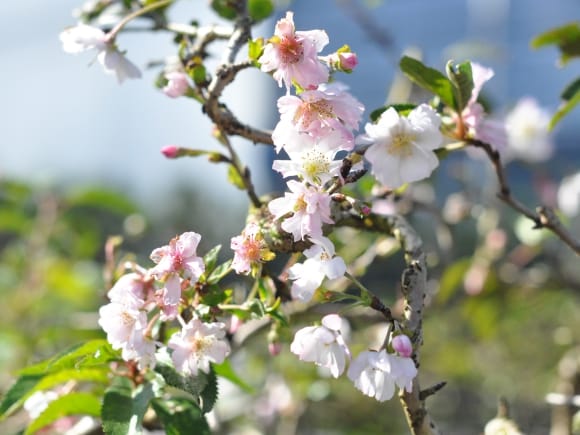 十月桜 生子信楽鉢