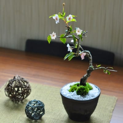 十月桜 金彩鉢
