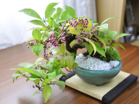 小品 紫式部の盆栽を販売｜盆栽妙 – 盆栽妙 本店