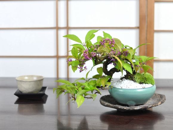 小品 紫式部の盆栽を販売｜盆栽妙 – 盆栽妙 本店