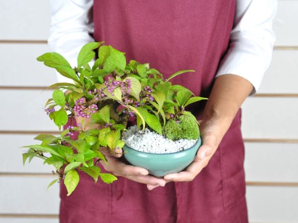 小品 紫式部の盆栽を販売｜盆栽妙 – 盆栽妙 本店