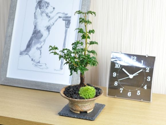 獅子頭もみじ　粘り良し　盆栽　人気 もみじ〔獅子頭〕 | 盆栽、盆栽書籍、盆栽鉢の通販│近代出版