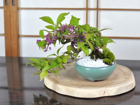 盆栽花台 けやき 丸 薄型 幅16～30cm