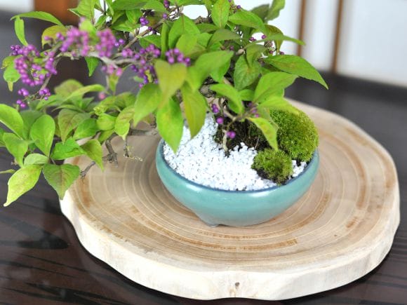 盆栽花台 けやき 丸 薄型 幅16～30cm
