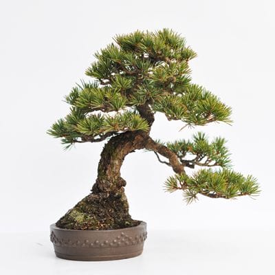 実生五葉松　1点もの No.5