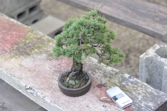 実生五葉松 1点もの No.5の盆栽を販売｜入門は盆栽妙 – 盆栽妙 本店