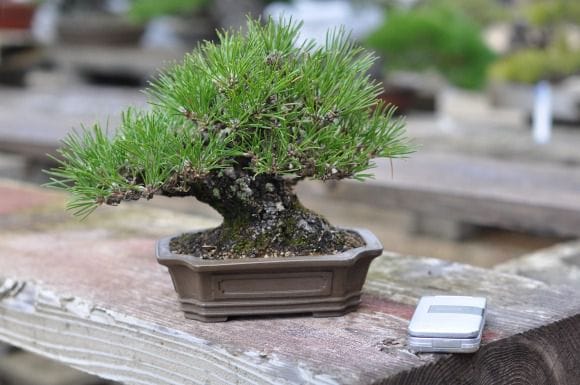 盆栽 黒松 樹高鉢底から天じんまで約17cm 盆栽 黒松 樹高鉢底から天じんまで約17cm 黒松 1点もの No.