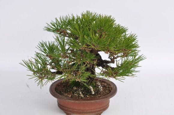 黒松 1点もの No.7の盆栽を販売｜入門は盆栽妙 – 盆栽妙 本店