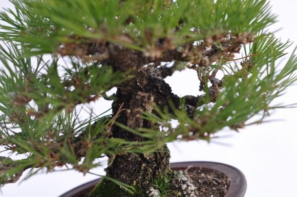 黒松 1点もの No.7の盆栽を販売｜入門は盆栽妙 – 盆栽妙 本店