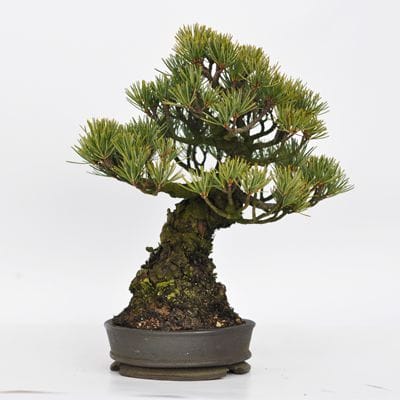 実生五葉松　1点もの No.8