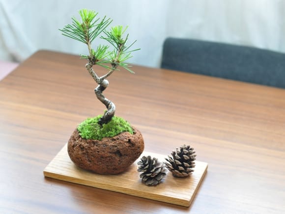 盆栽花台 レッドオーク 長方形 薄型 7号 幅22cm×奥行10cm×高さ1cm