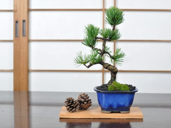 盆栽花台 レッドオーク 長方形 薄型 7号 幅22cm×奥行10cm×高さ1cm