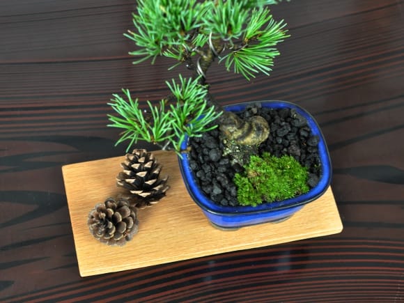 盆栽花台 レッドオーク 長方形 薄型 7号 幅22cm×奥行10cm×高さ1cm