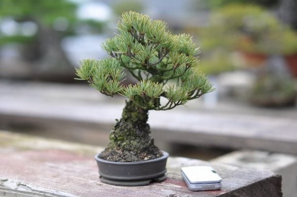 五葉松7年物 | EVER ROOTS BONSAI STORE