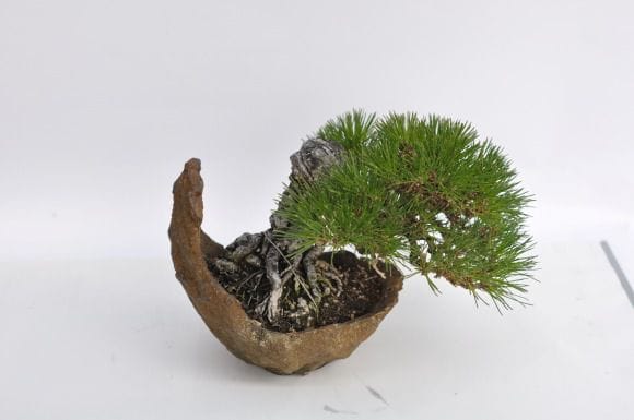 黒松盆栽　中品　格安セール　ⅷ 根上り黒松盆栽 | 盆栽工房WABI