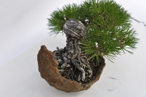 黒松 1点もの No.9の盆栽を販売|入門は盆栽妙 – 盆栽妙 本店 黒松 1点もの No.9の盆栽を販売|入門は盆栽妙 – 盆栽妙 本店
