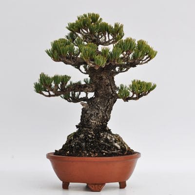 五葉松　1点もの No.10