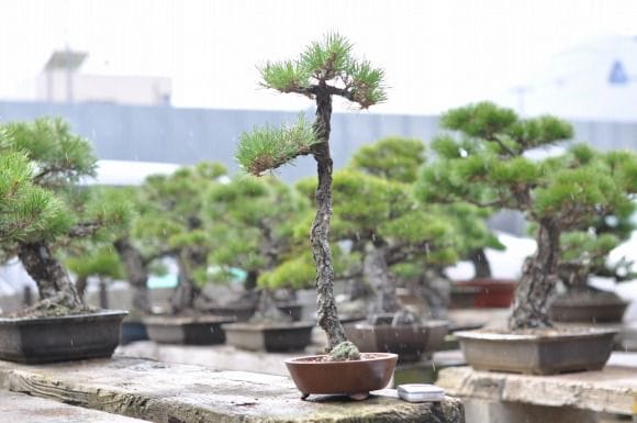 黒松 1点もの No.11の盆栽を販売｜入門は盆栽妙 – 盆栽妙 本店