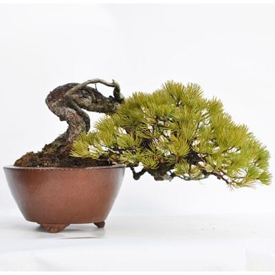 五葉松　1点もの No.12