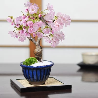 【開花終了】ミニ桜 旭山 万古焼 なまこ花型