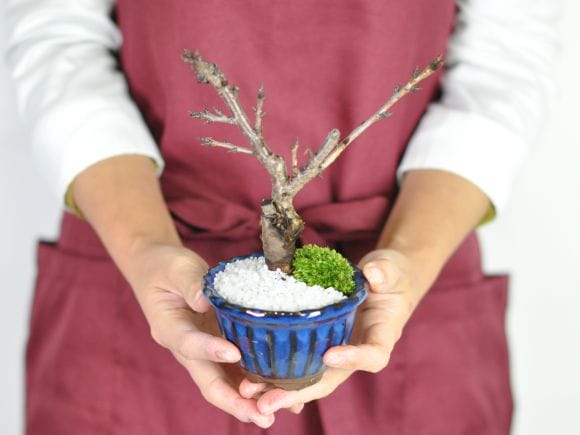 ミニ桜 旭山 万古焼 なまこ花型の盆栽を販売｜盆栽妙 – 盆栽妙 本店