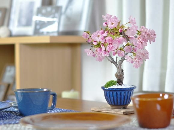 ミニ桜 旭山 万古焼 なまこ花型の盆栽を販売｜盆栽妙 – 盆栽妙 本店
