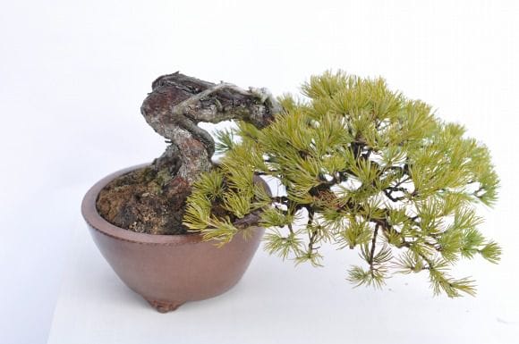 五葉松 1点もの No.12の盆栽を販売｜入門は盆栽妙 – 盆栽妙 本店