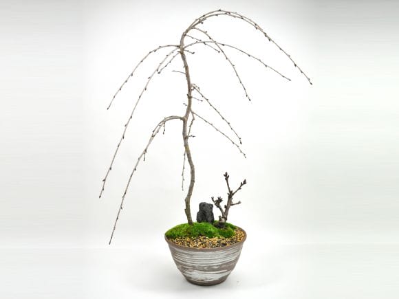 しだれ桜と1才桜の寄植えの盆栽を販売｜盆栽妙 – 盆栽妙 本店