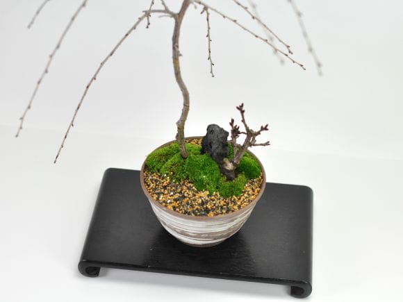 しだれ桜と1才桜の寄植えの盆栽を販売｜盆栽妙 – 盆栽妙 本店
