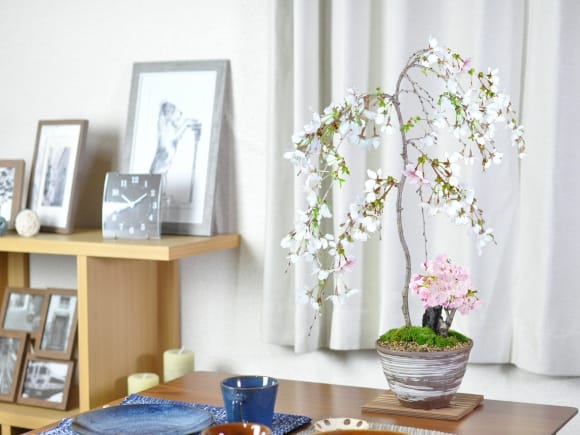 しだれ桜と1才桜の寄植えの盆栽を販売｜盆栽妙 – 盆栽妙 本店