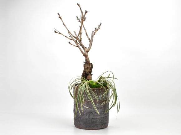 旭山桜と白竜の寄植え 信楽焼 茶窯変切立 4号の盆栽を販売｜盆栽妙