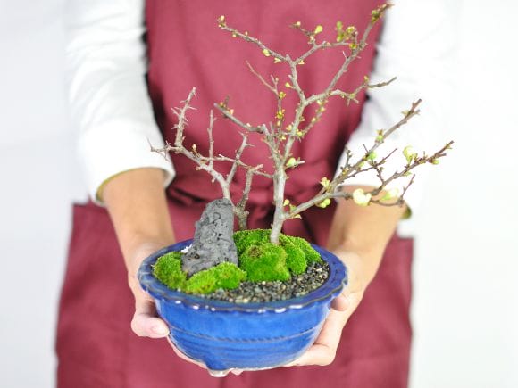 白長寿梅と赤長寿梅の寄植えの盆栽を販売｜盆栽妙 – 盆栽妙 本店