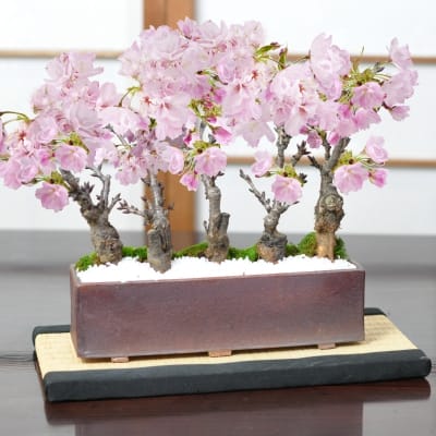 桜街道　ミニ桜5本植え 【受皿付き】万古焼 モダン長方鉢