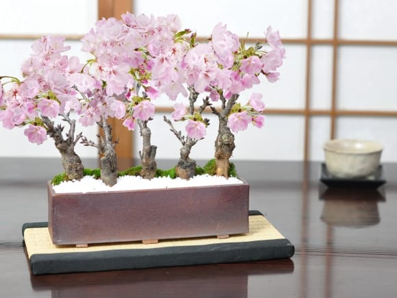 啓翁桜　盆栽　ピンク花　寄せ植え　5本 桜街道 ミニ桜5本植え【受皿付き】 万古焼 モダン長方鉢の盆栽を販売
