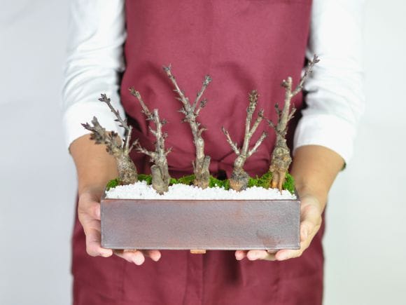桜街道 ミニ桜5本植え【受皿付き】 万古焼 モダン長方鉢の盆栽を販売