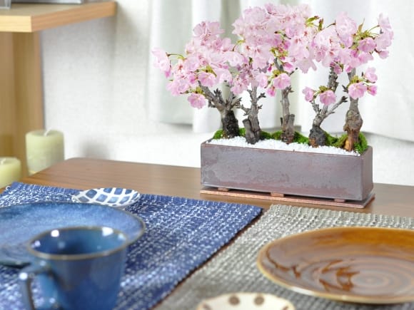 桜街道 ミニ桜5本植え【受皿付き】 万古焼 モダン長方鉢の盆栽を販売