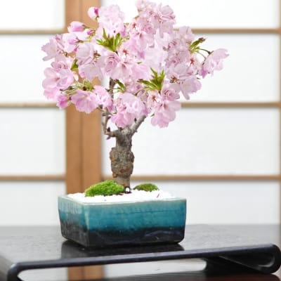 桜 モダン盆栽　水色 4号 信楽焼作家鉢
