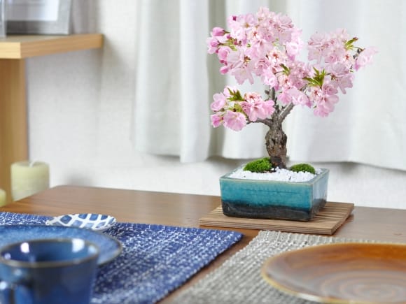 桜 モダン盆栽　水色 4号 信楽焼作家鉢