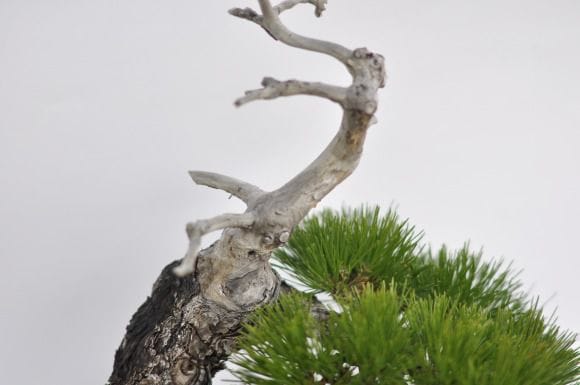 1 黒松　盆栽　セール　格安 黒松 盆栽