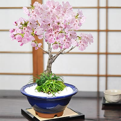 旭山桜 大　玉竜の寄植え