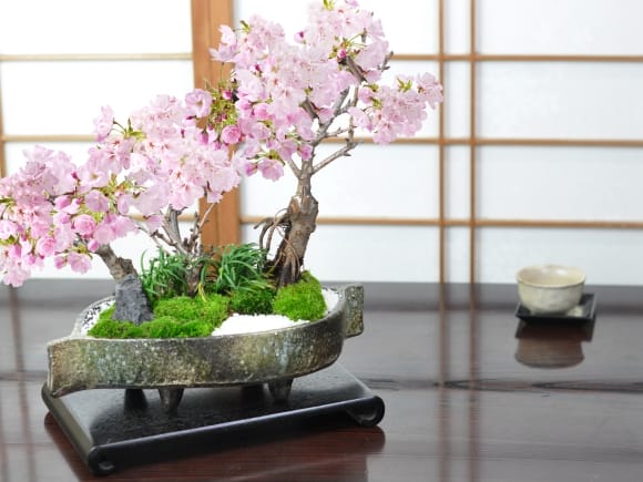 桜の豪華寄植え 落ち葉型 信楽焼鉢 12号