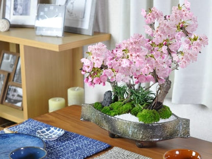 桜の豪華寄植え 落ち葉型 信楽焼鉢 12号