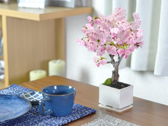 モダン盆栽 【受皿付き】 ミニ桜 シンプルライフシリーズ Sの盆栽を