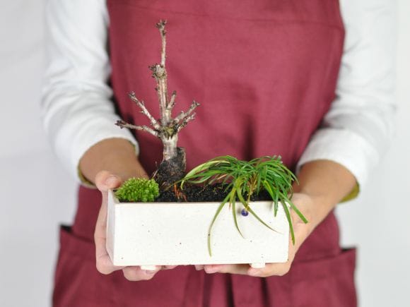 ミニ桜 玉竜 モダン寄植え 【受皿付き】 盆栽 シンプルライフシリーズ