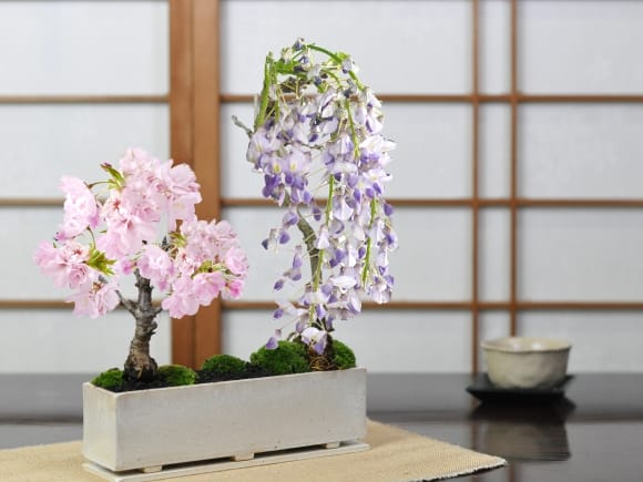 桜と藤のモダン寄植え 盆栽  【受皿付き】 シンプルライフシリーズ L