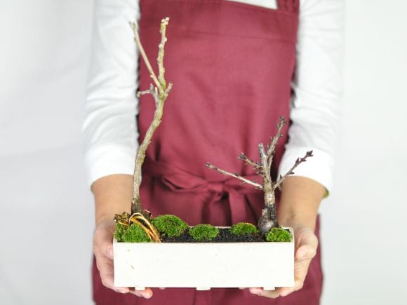 桜と藤のモダン寄植え 盆栽 【受皿付き】 シンプルライフシリーズ Lの