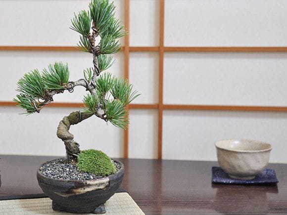 ミニ五葉松と瀬戸内ラスクのセット