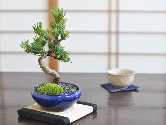 盆栽鉢　寄せ植え　（海鼠） 盆栽鉢 寄せ植え （海鼠）